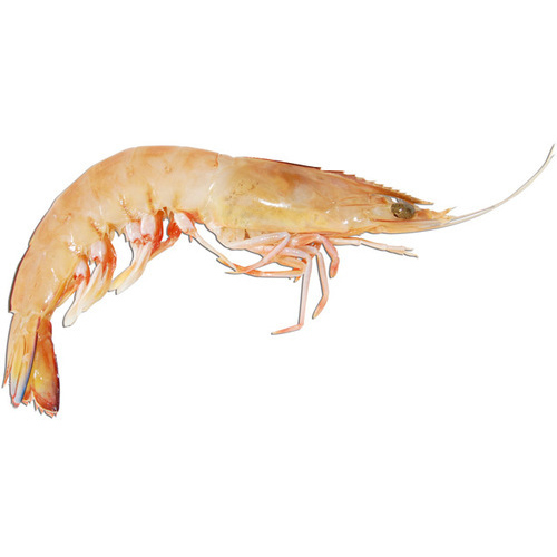 King Prawns