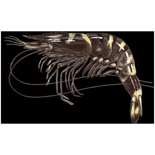 Jumbo Prawn, For Household