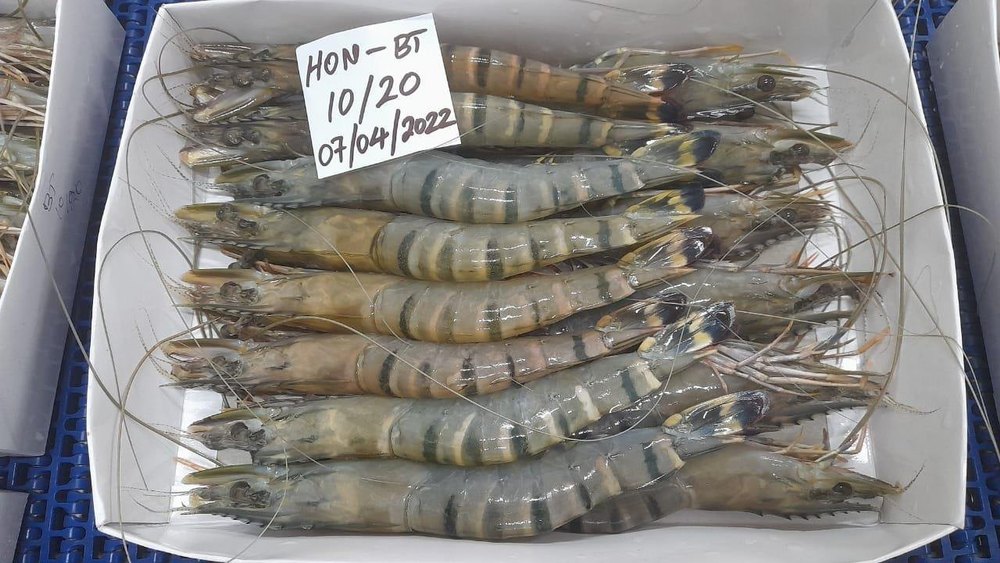 Head On Black Tiger Shrimps/Prawns (Semi Iqf)