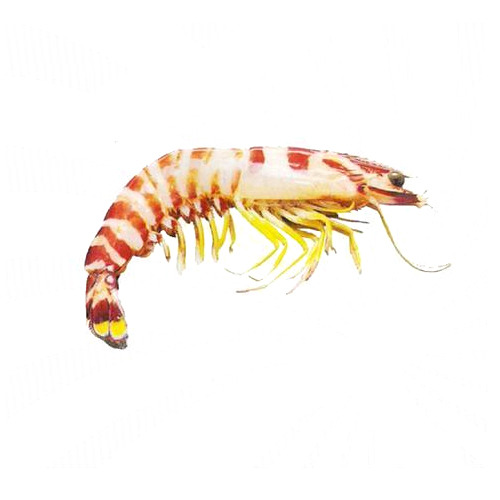 Flower Prawn
