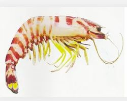 Flower Prawn
