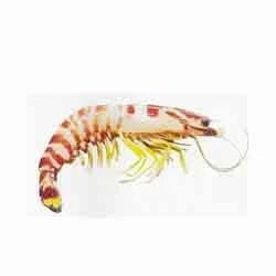 Flower Prawn