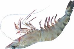 Flower Prawn Fish