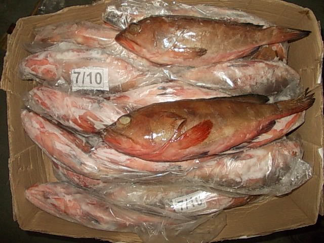 Reef Cod