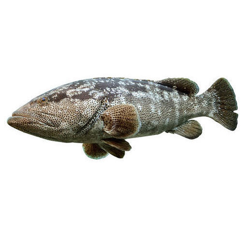 Malabar Reef Cod