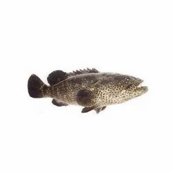 Malabar Reef Cod