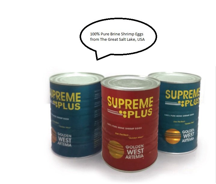 Artemia / Brine Shrimp Eggs, Packaging Type: Vacuum Packed Cans, 425 Gms