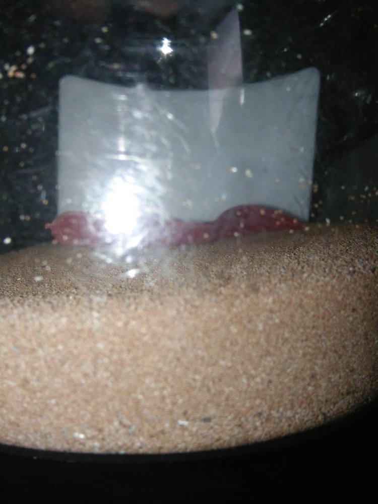 Brain shrimps Eggs, Packaging Type: Pack, Pack Size: 100gm
