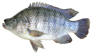 Talapia Fish