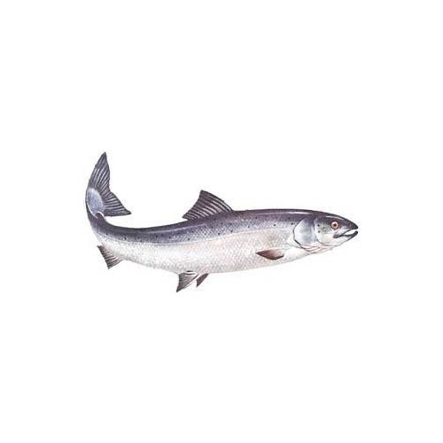 Atlantic Salmon, Packaging Type: Packet
