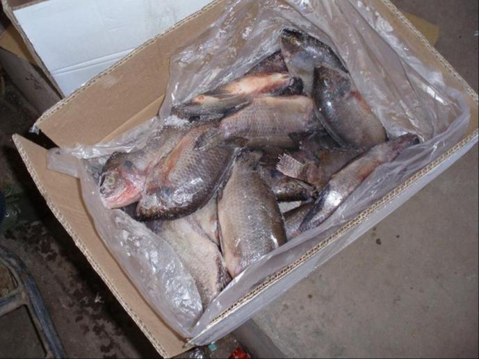Frozen Tilapia Boneless Fish Fillet, For Restaurant, 10