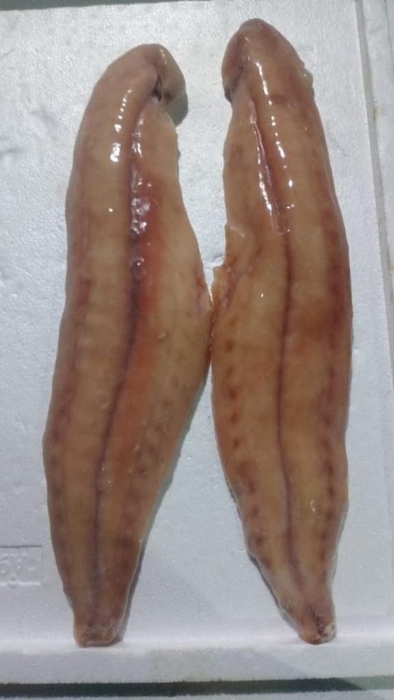Frozen Mahi Mahi Fish Fillet, For Restaurant, 1