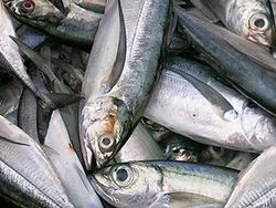 Horse Mackrel