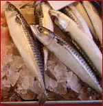 Mackerel Fish - Specification