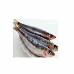 Fish Extracts, Packaging Type: HDPP BAGS