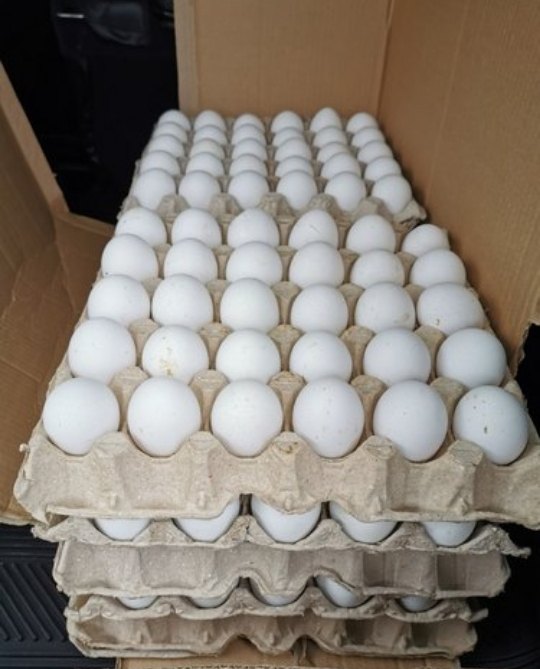 Kadaknath White Egg, Natural Protien, Packaging Type: Carton Tray