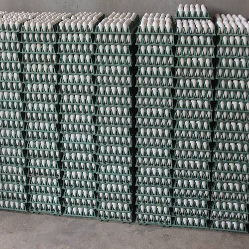 Chicken White Eggs, Protein, Packaging Type: Crate