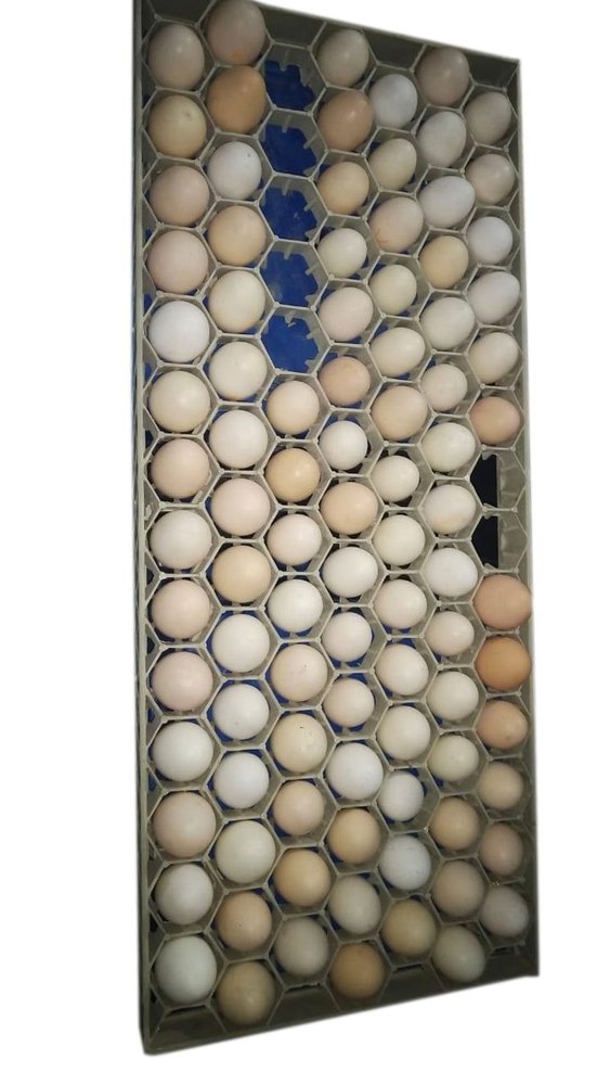White Kadaknath Chicken Egg, Packaging Type: Tray