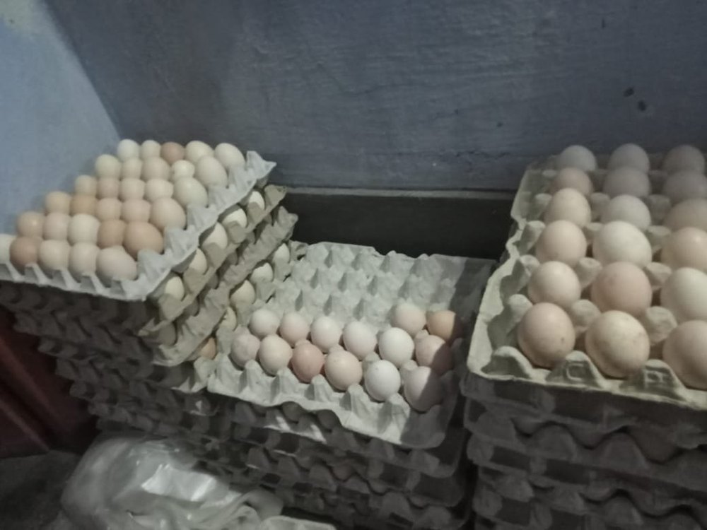 Brown Kadaknath Eggs, For Poultry, Packaging Type: Tray