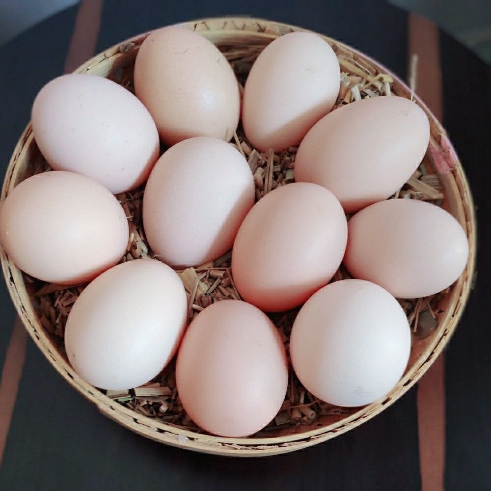 Brown Kadaknath Chicken Egg, For Mess