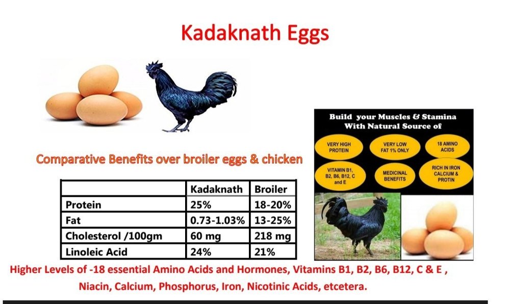 Brown Kadaknath Free Range Eggs in Delhi/NCR, For Household, Cholesterol: 60 mg Per 100 Gm