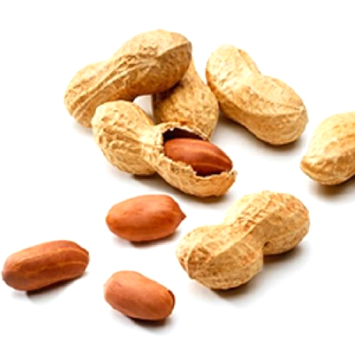Organic Peanut