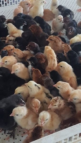 Sonali Chicks Multi Color