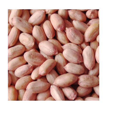 Groundnut Seeds, Packing Size: 50 Kg