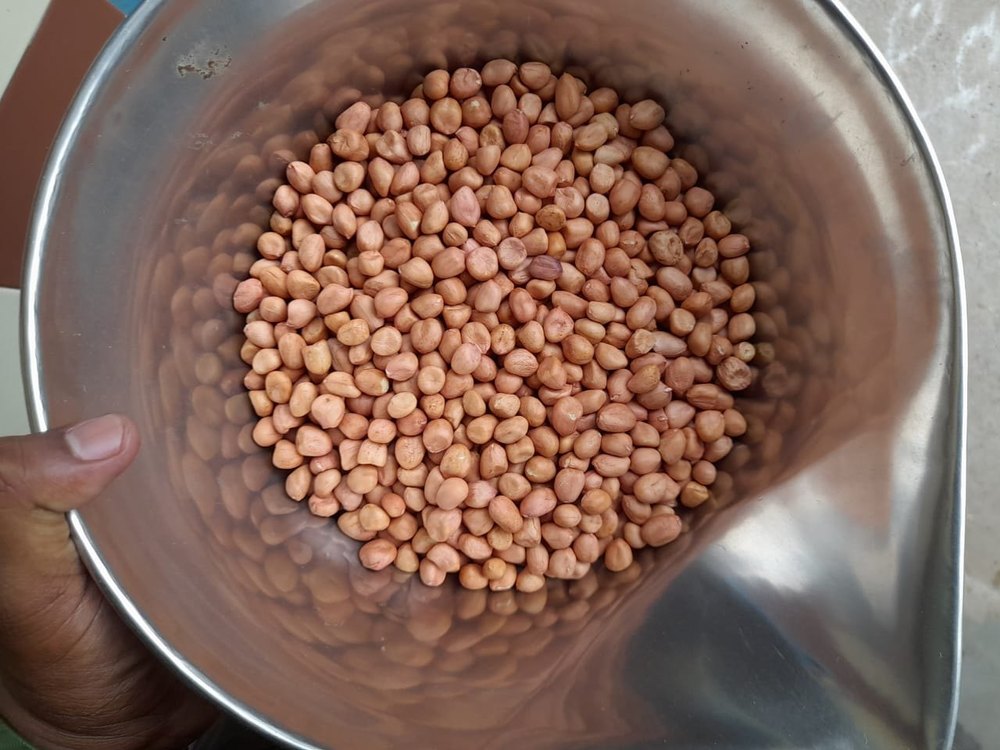 Groundnut