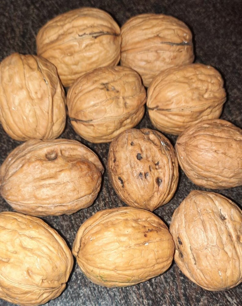 Chile Walnut, Packaging Size: 25kg