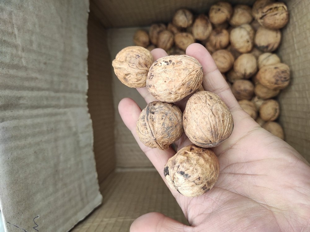 Regular walnuts