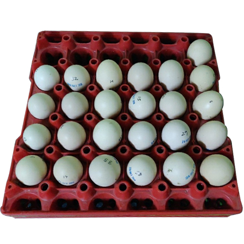 Kadaknath Chicken Egg