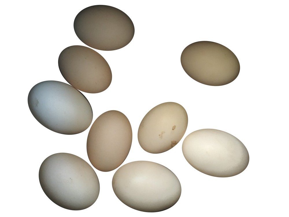 Kadaknath Chicken Egg