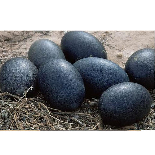 Kadaknath Eggs, Usage: Kadaknath Eggs