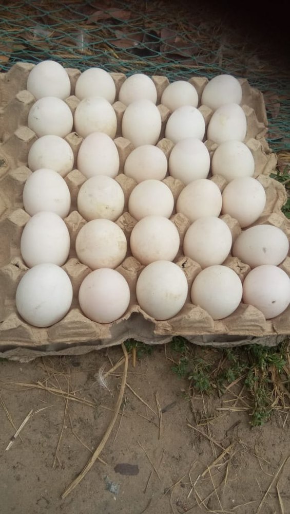 Duck egg