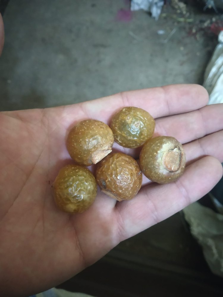 Solid Aritha Seeds, Bag, Packaging Size: 25 kg