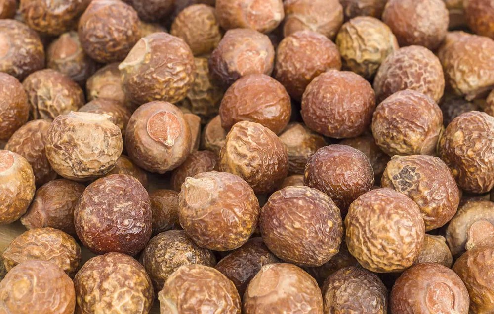 Soap Nut Sapindus Mukorossi