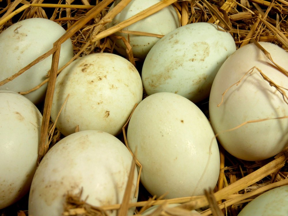 Duck Eggs Suppler In Bengaluru