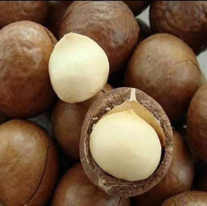 Orginal Macadamia nut plant