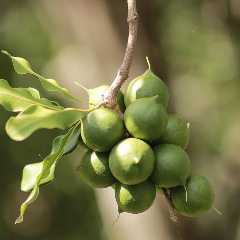 Macadamia Nuts