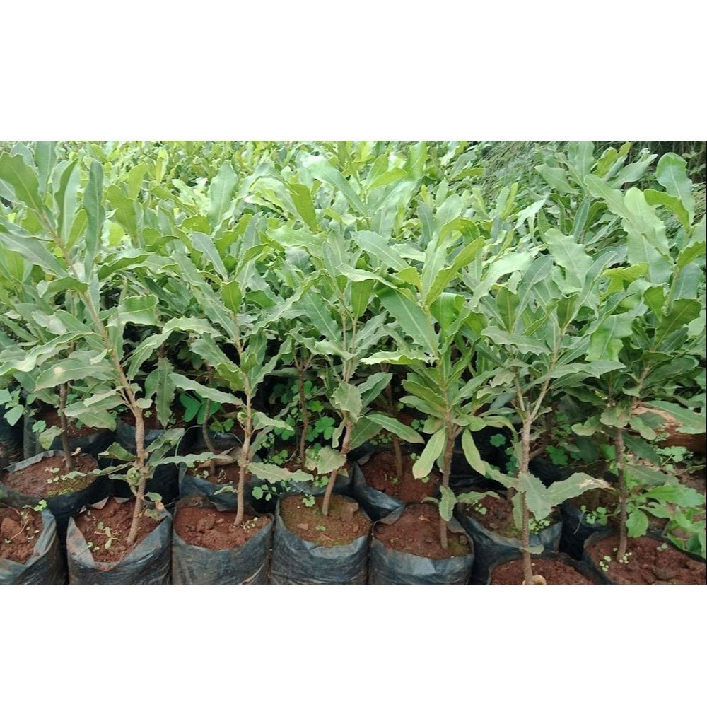 Muranga 20 Full Sun Exposure Macadamia Nuts Plant, For Garden