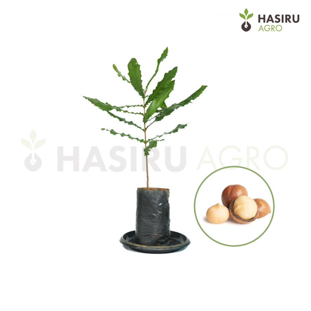 Seed Origin High yielding Macadamia Nuts Plant