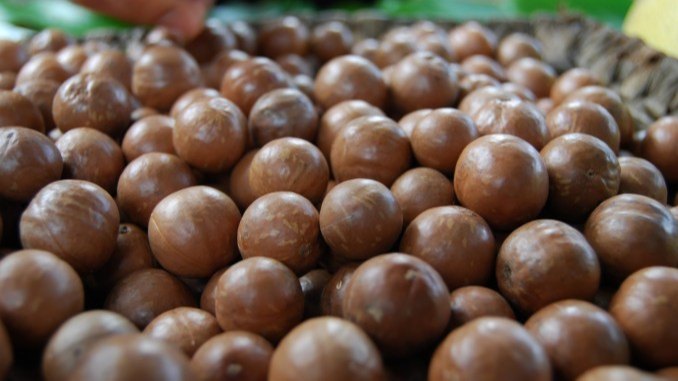 Macadamia Nuts