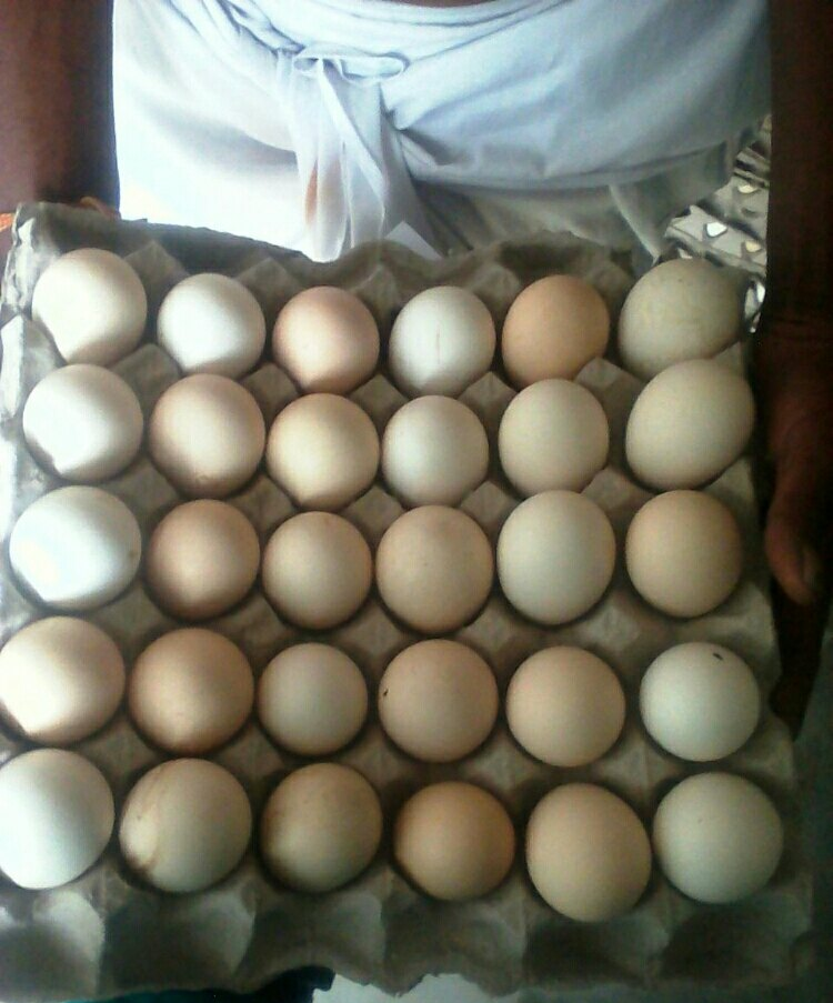 Fresh Eggs