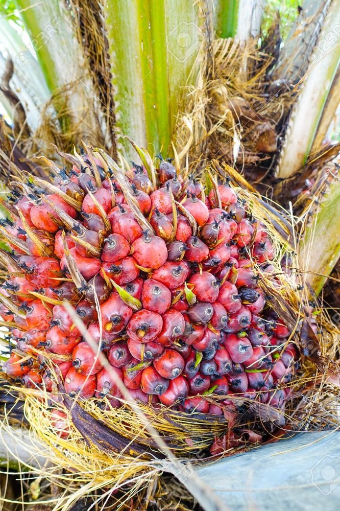 Palm Oil Nuts, Grade: A Grade