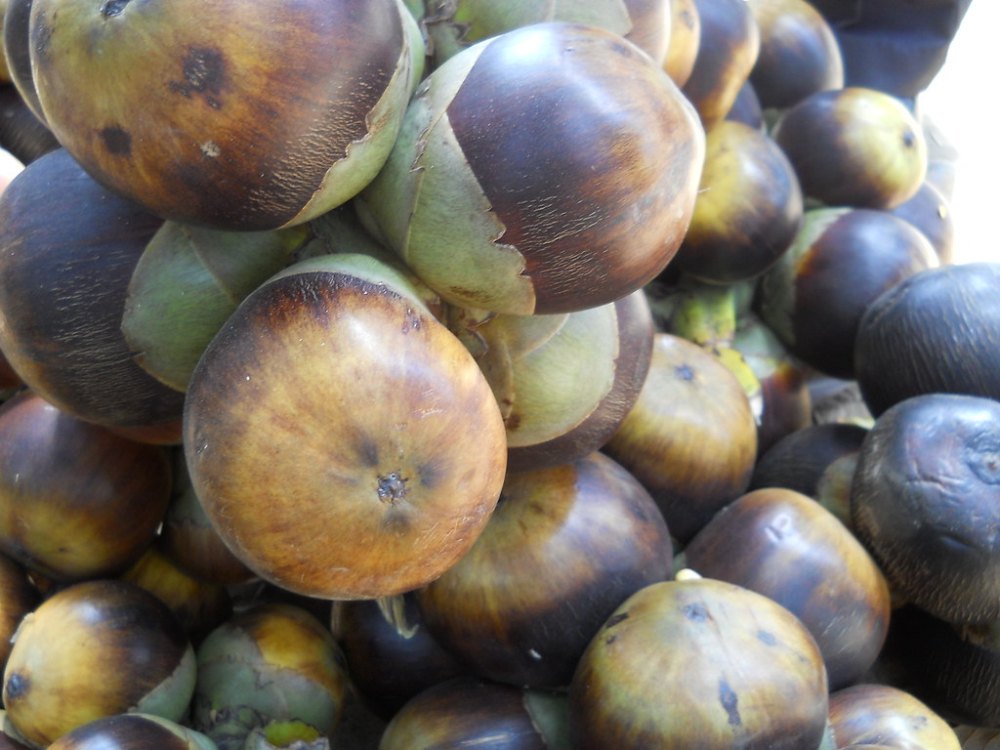 Palmyra Palm Fruit
