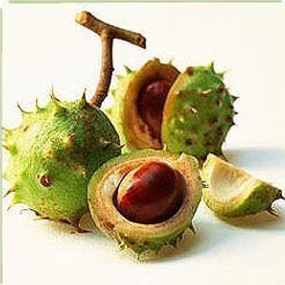 Packed Horse Chestnut
