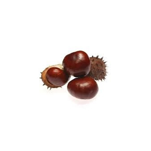 Horse Chestnut