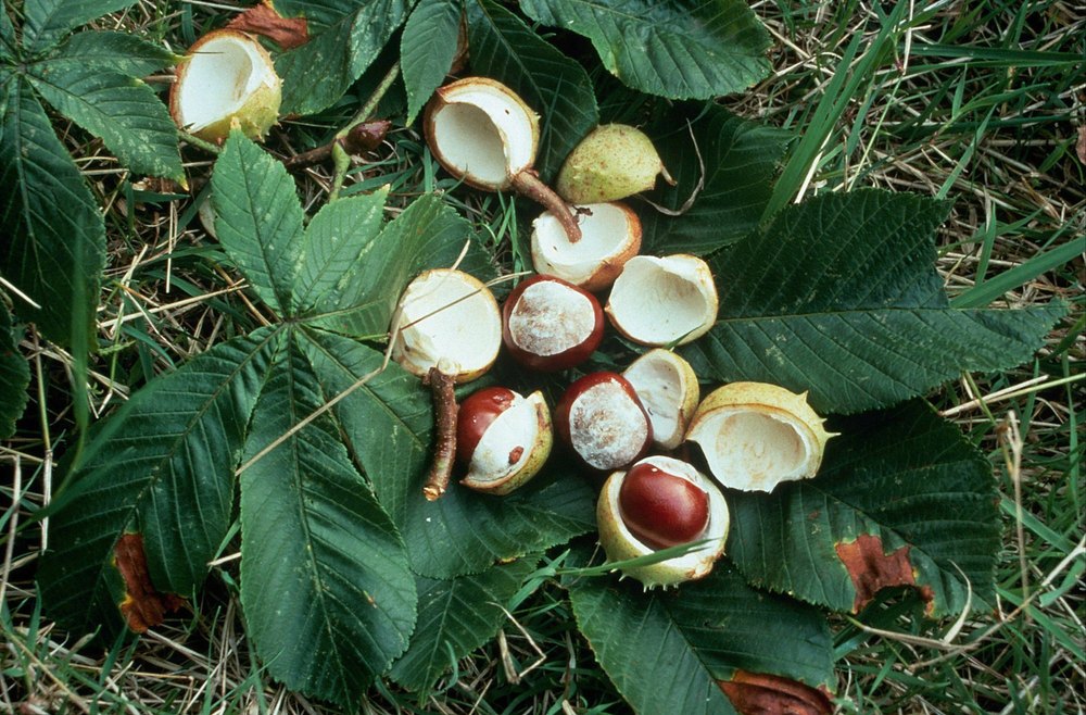 Aesculus Hippocastanum, Intas Pharmaceuticals Ltd