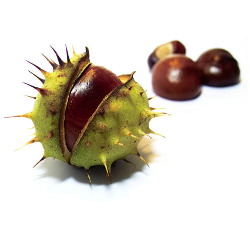 Horse Chestnut Extract